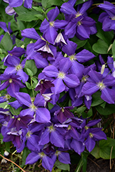 Jackmanii Clematis (Clematis 'Jackmanii') at Wolf's Blooms & Berries