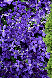 Jackmanii Clematis (Clematis 'Jackmanii') at Wolf's Blooms & Berries