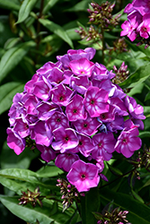 Grape Lollipop Garden Phlox (Phlox paniculata 'Ditomsur') at Wolf's Blooms & Berries