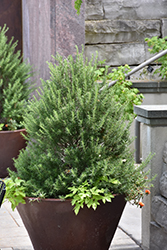 Tuscan Blue Rosemary (Rosmarinus officinalis 'Tuscan Blue') at Wolf's Blooms & Berries