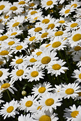 Becky Shasta Daisy (Leucanthemum x superbum 'Becky') at Wolf's Blooms & Berries