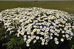 Becky Shasta Daisy (Leucanthemum x superbum 'Becky') at Wolf's Blooms & Berries
