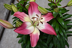 Lily Looks Tiny Diamond Lily (Lilium 'Tiny Diamond') at Wolf's Blooms & Berries