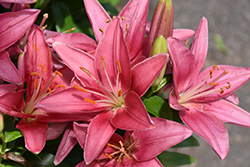 Lily Looks Tiny Pearl Lily (Lilium 'Tiny Pearl') at Wolf's Blooms & Berries