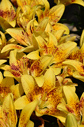 Lily Looks Tiny Nugget Lily (Lilium 'Tiny Nugget') at Wolf's Blooms & Berries