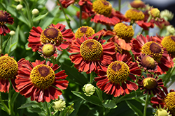 Mariachi Salsa Sneezeweed (Helenium autumnale 'Salsa') at Wolf's Blooms & Berries