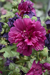 Queeny Purple Hollyhock (Alcea rosea 'Queeny Purple') at Wolf's Blooms & Berries
