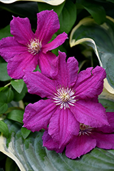 Ernest Markham Clematis (Clematis 'Ernest Markham') at Wolf's Blooms & Berries