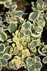 Lime Twister Stonecrop (Sedum 'Lime Twister') at Wolf's Blooms & Berries