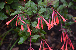 Gartenmeister Fuchsia (Fuchsia 'Gartenmeister Bonstedt') at Wolf's Blooms & Berries