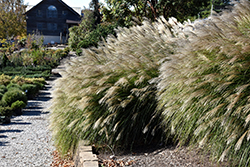 Gracillimus Maiden Grass (Miscanthus sinensis 'Gracillimus') at Wolf's Blooms & Berries