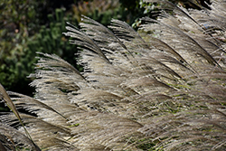 Gracillimus Maiden Grass (Miscanthus sinensis 'Gracillimus') at Wolf's Blooms & Berries