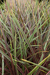 Can Can Cordyline (Cordyline 'Can Can') at Wolf's Blooms & Berries