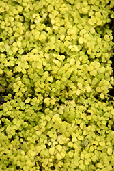 Golden Baby's Tears (Soleirolia soleirolii 'Aurea') at Wolf's Blooms & Berries