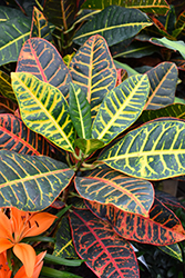 Petra Variegated Croton (Codiaeum variegatum 'Petra') at Wolf's Blooms & Berries