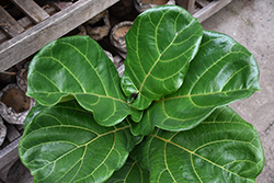 Fiddle Leaf Fig (Ficus lyrata) at Wolf's Blooms & Berries