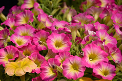 Supertunia Daybreak Charm Petunia (Petunia 'USTUN69002') at Wolf's Blooms & Berries