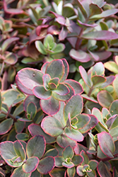 Sunsparkler Wildfire Stonecrop (Sedum 'Wildfire') at Wolf's Blooms & Berries