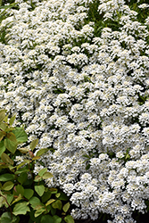 Candytuft (Iberis sempervirens) at Wolf's Blooms & Berries