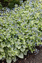 Jack Frost Bugloss (Brunnera macrophylla 'Jack Frost') at Wolf's Blooms & Berries
