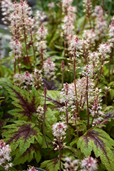 Sugar And Spice Foamflower (Tiarella 'Sugar And Spice') at Wolf's Blooms & Berries