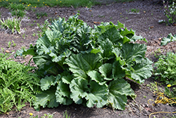 Canada Red Rhubarb (Rheum 'Canada Red') at Wolf's Blooms & Berries