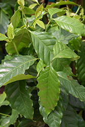 Arabian Coffee (Coffea arabica) at Wolf's Blooms & Berries