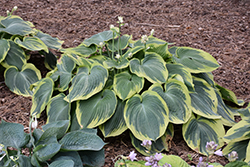 Earth Angel Hosta (Hosta 'Earth Angel') at Wolf's Blooms & Berries