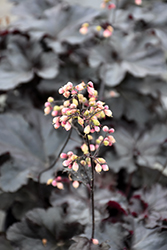 Black Pearl Coral Bells (Heuchera 'Black Pearl') at Wolf's Blooms & Berries