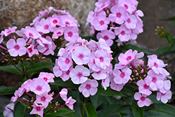 Cotton Candy Garden Phlox (Phlox paniculata 'Ditomfav') at Wolf's Blooms & Berries