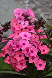 Coral Creme Drop Garden Phlox (Phlox paniculata 'Ditomdre') at Wolf's Blooms & Berries