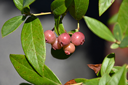 Pink Lemonade Blueberry (Vaccinium 'Pink Lemonade') at Wolf's Blooms & Berries