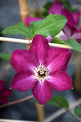 Viva Polonia Clematis (Clematis 'Viva Polonia') at Wolf's Blooms & Berries