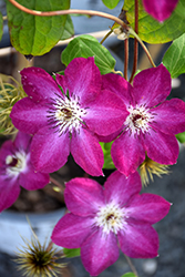 Viva Polonia Clematis (Clematis 'Viva Polonia') at Wolf's Blooms & Berries