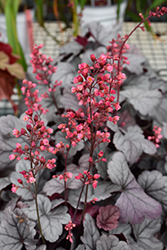 Dolce Silver Gumdrop Coral Bells (Heuchera 'Silver Gumdrop') at Wolf's Blooms & Berries