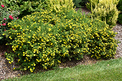 Happy Face Yellow Potentilla (Potentilla fruticosa 'Lundy') at Wolf's Blooms & Berries