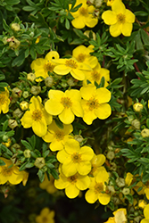 Happy Face Yellow Potentilla (Potentilla fruticosa 'Lundy') at Wolf's Blooms & Berries