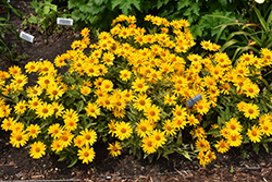 Sunstruck False Sunflower (Heliopsis helianthoides 'Sunstruck') at Wolf's Blooms & Berries