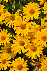 Sunstruck False Sunflower (Heliopsis helianthoides 'Sunstruck') at Wolf's Blooms & Berries