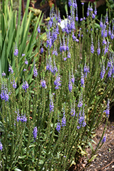 Blue Skywalker Speedwell (Veronica 'Blue Skywalker') at Wolf's Blooms & Berries