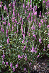 Perfectly Picasso Speedwell (Veronica 'Perfectly Picasso') at Wolf's Blooms & Berries