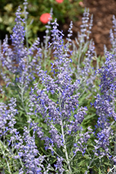 Lacey Blue Russian Sage (Perovskia atriplicifolia 'Lacey Blue') at Wolf's Blooms & Berries