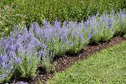 Lacey Blue Russian Sage (Perovskia atriplicifolia 'Lacey Blue') at Wolf's Blooms & Berries