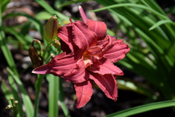 Double Pardon Me Daylily (Hemerocallis 'Double Pardon Me') at Wolf's Blooms & Berries