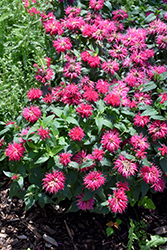 Balmy Rose Beebalm (Monarda didyma 'Balbalmose') at Wolf's Blooms & Berries