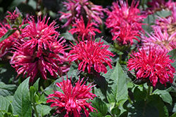 Balmy Rose Beebalm (Monarda didyma 'Balbalmose') at Wolf's Blooms & Berries