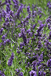 SuperBlue Lavender (Lavandula angustifolia 'SuperBlue') at Wolf's Blooms & Berries