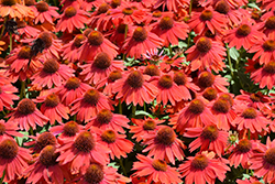 Sombrero Salsa Red Coneflower (Echinacea 'Balsomsed') at Wolf's Blooms & Berries