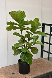 Fiddle Leaf Fig (Ficus lyrata) at Wolf's Blooms & Berries