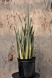 Snake Plant (Sansevieria trifasciata) at Wolf's Blooms & Berries
